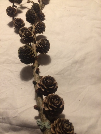 Larch cones on shorter stems - great for decorative crafts
